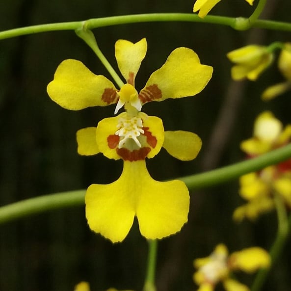 Oncidium allenii