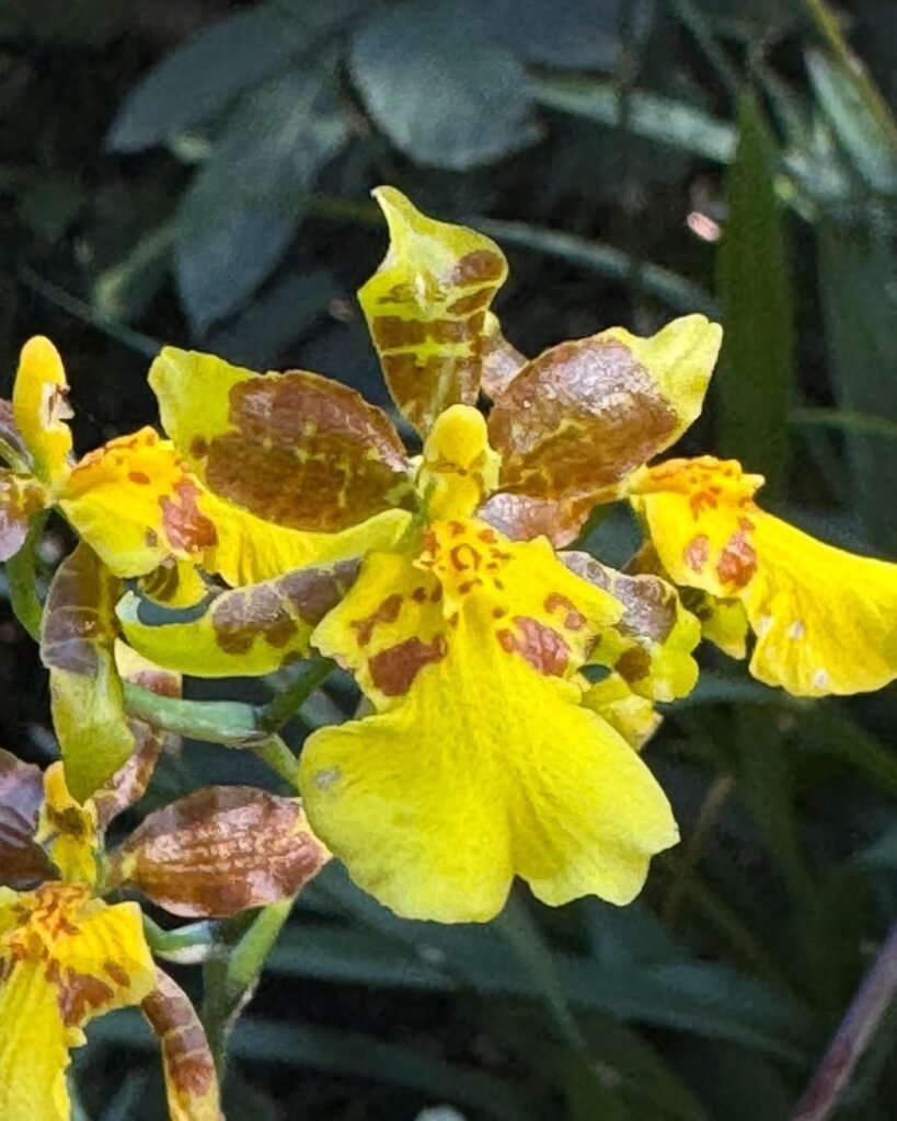 Oncidium altissimum