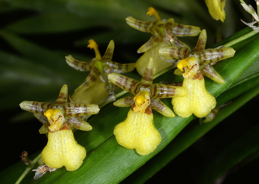 Oncidium amazonicum