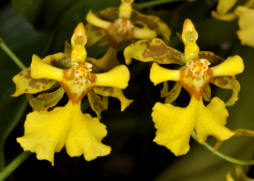 Oncidium ansiferum