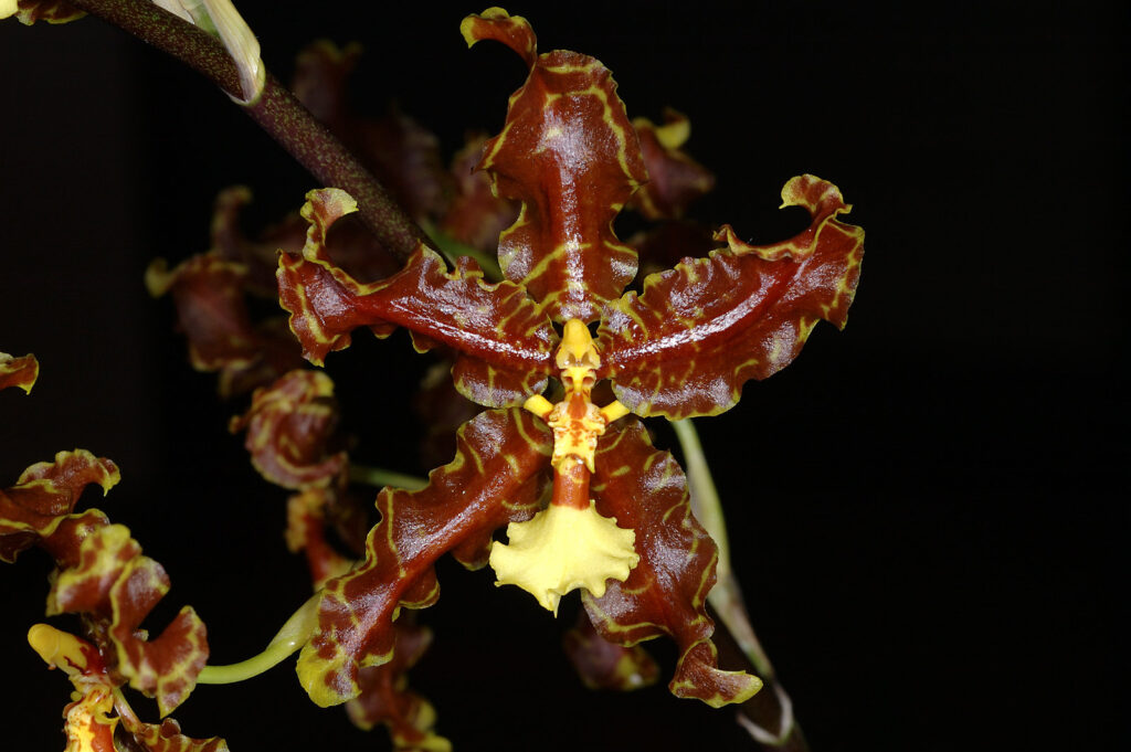 Oncidium anthocrene
