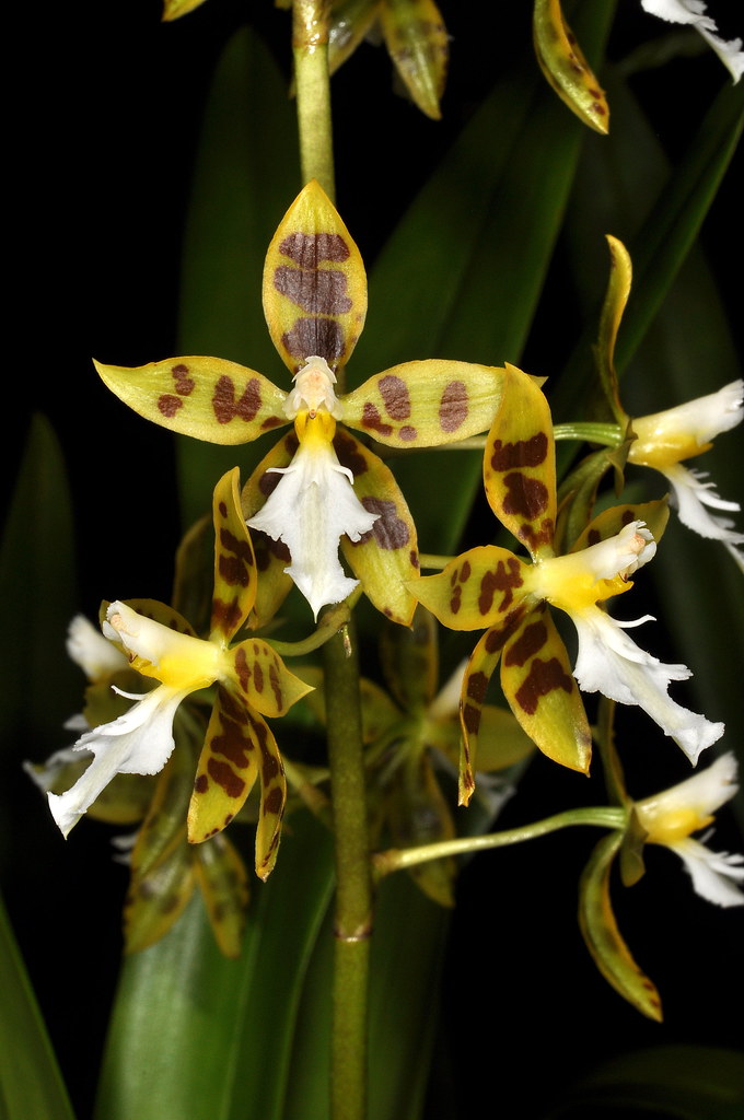 Oncidium ariasii