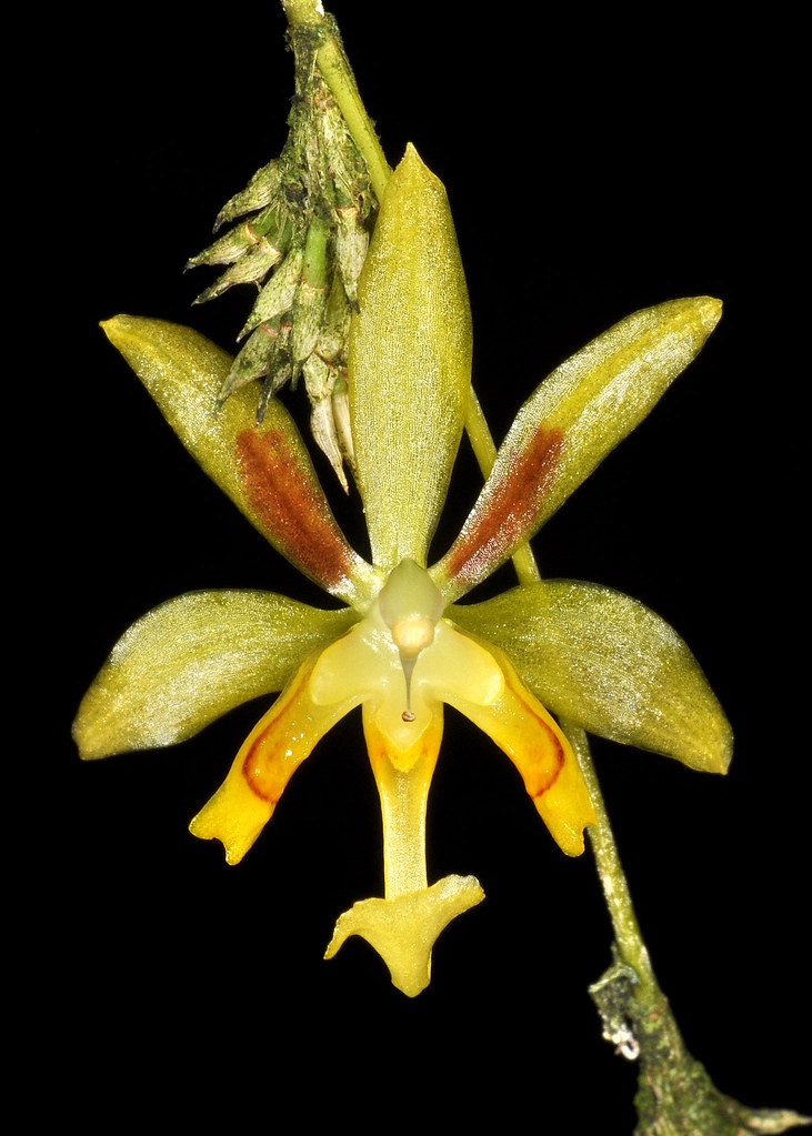 Oncidium aristuliferum 1