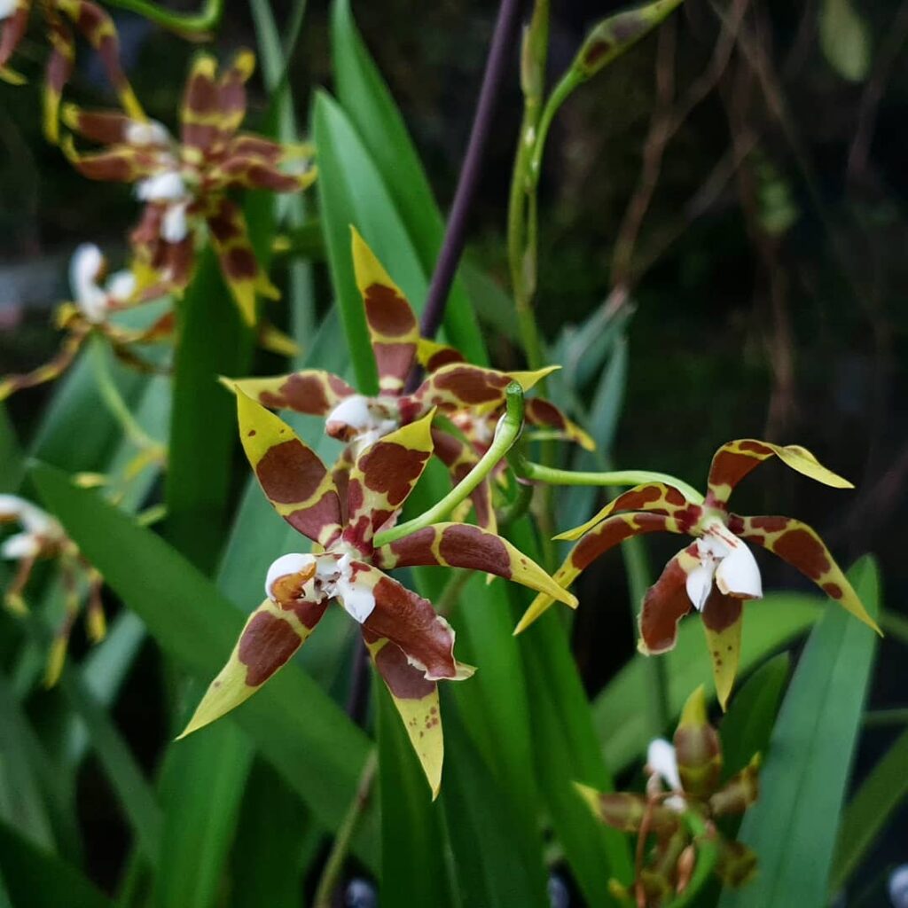 Oncidium armatum