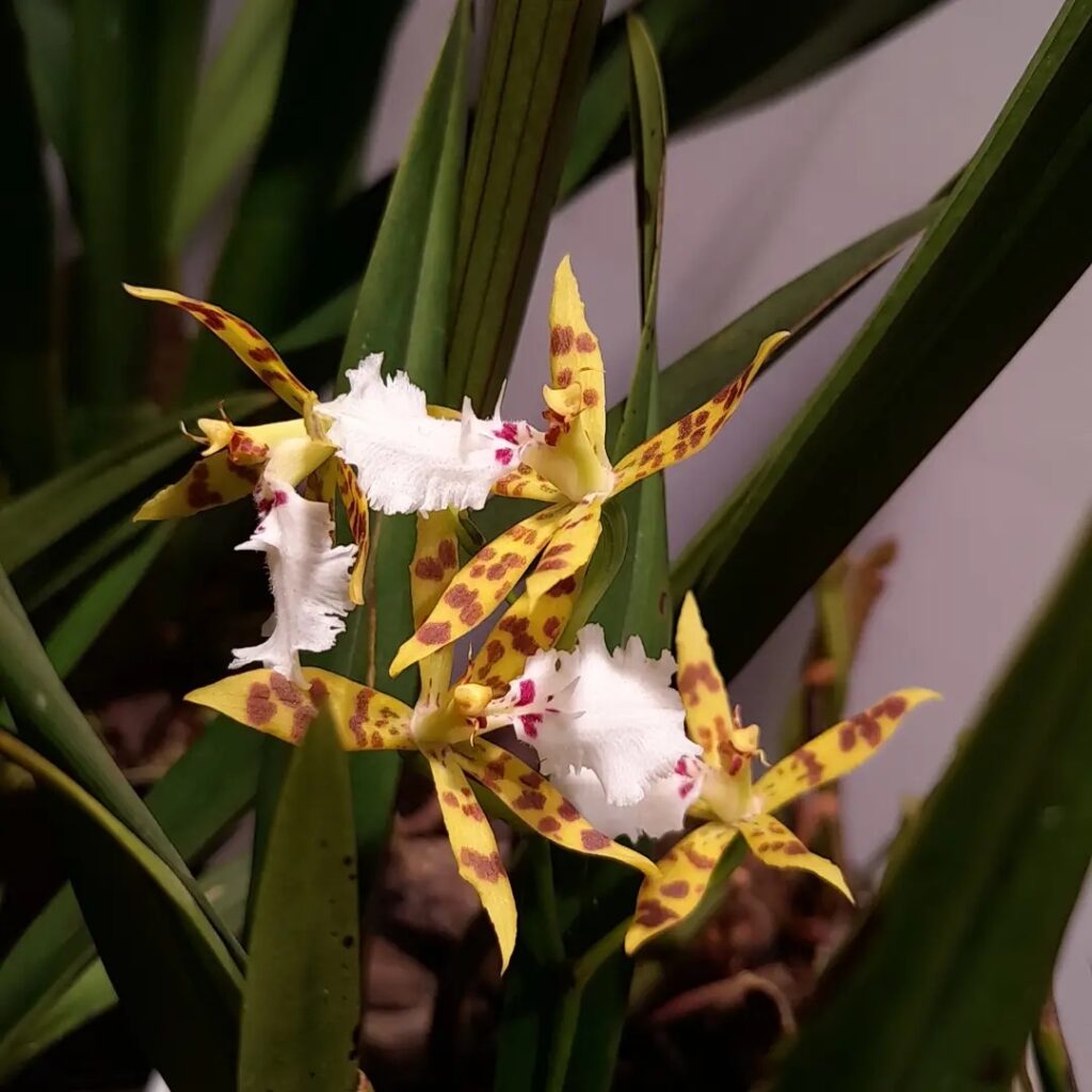 Oncidium aspidorhinum
