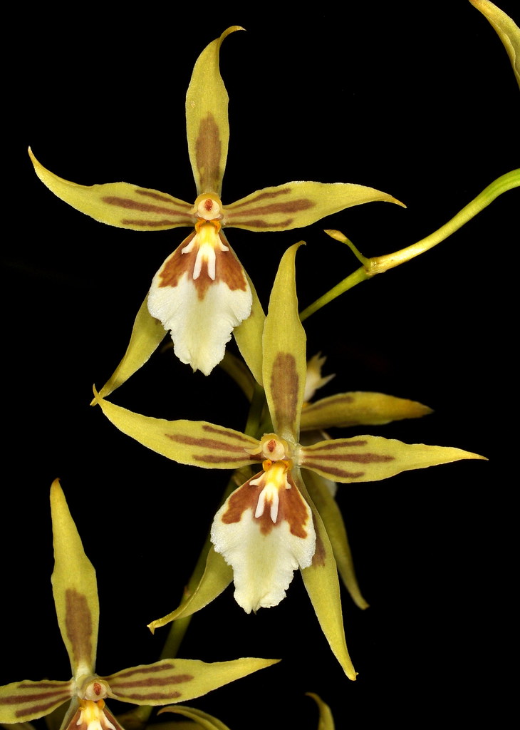 Oncidium astranthum