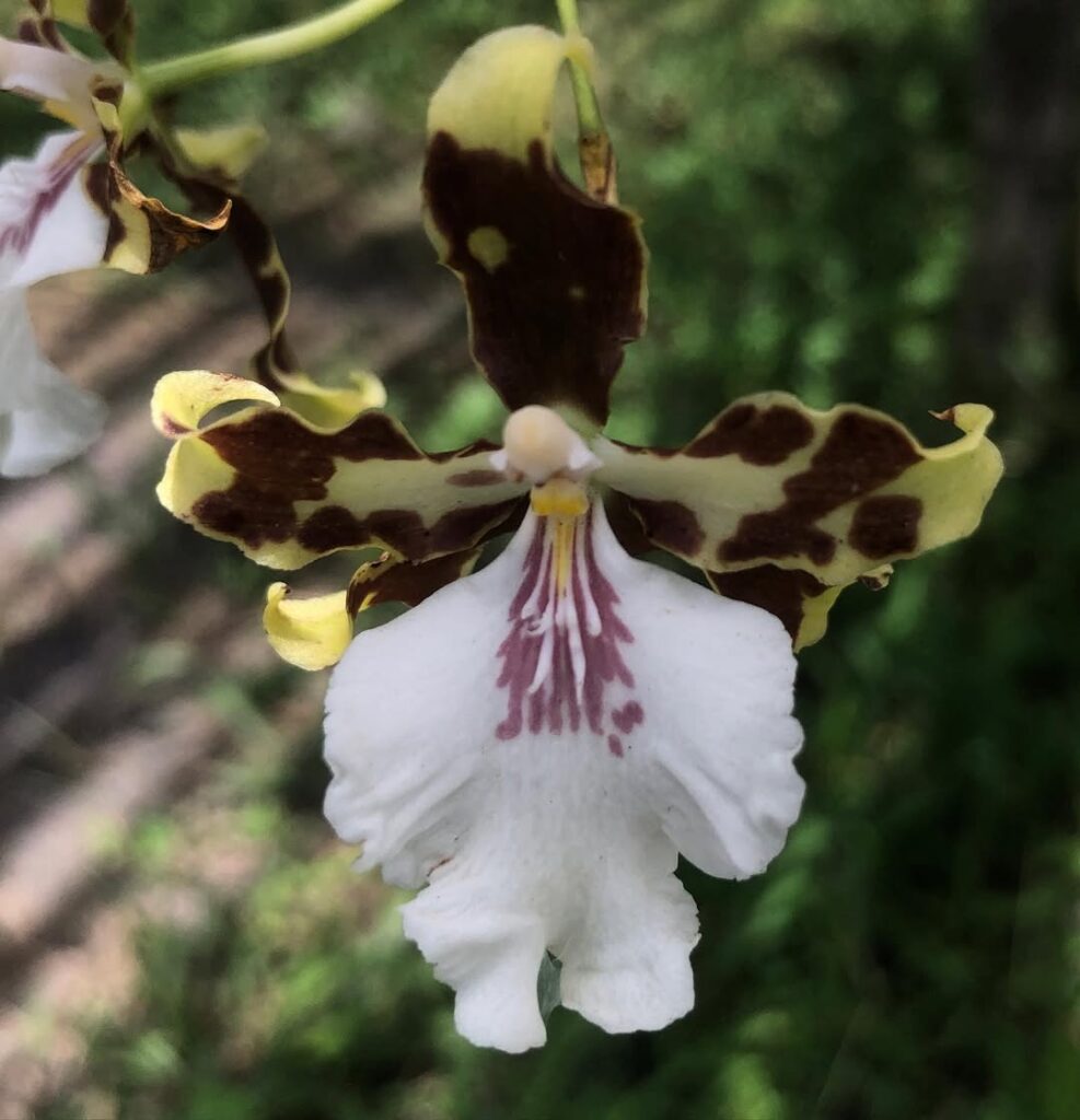 Oncidium aurarium