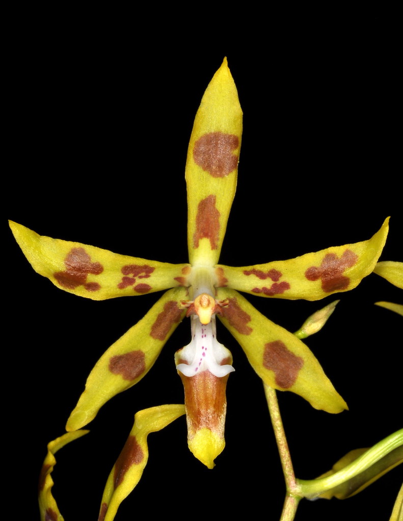 Oncidium auriculatum
