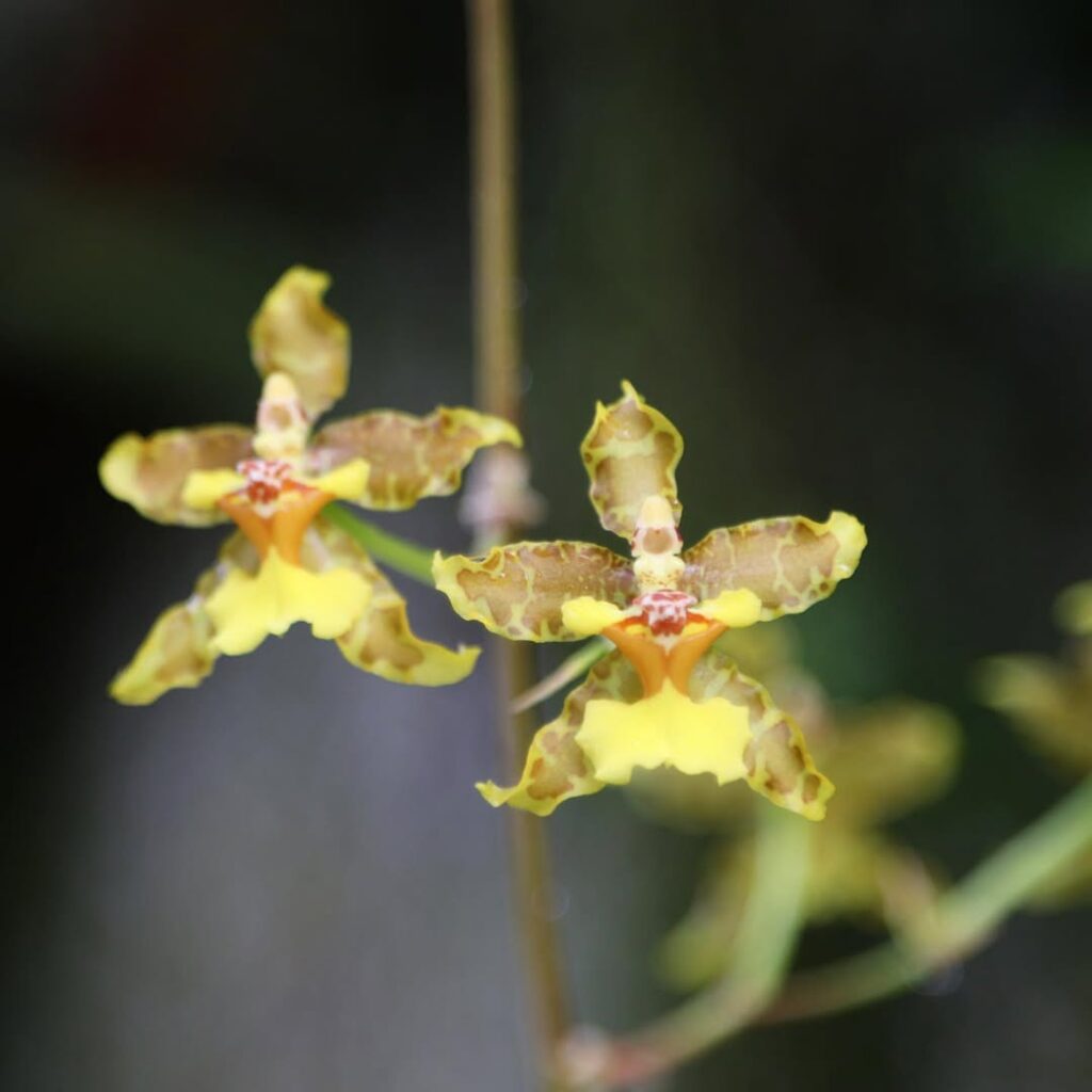 Oncidium baueri 1