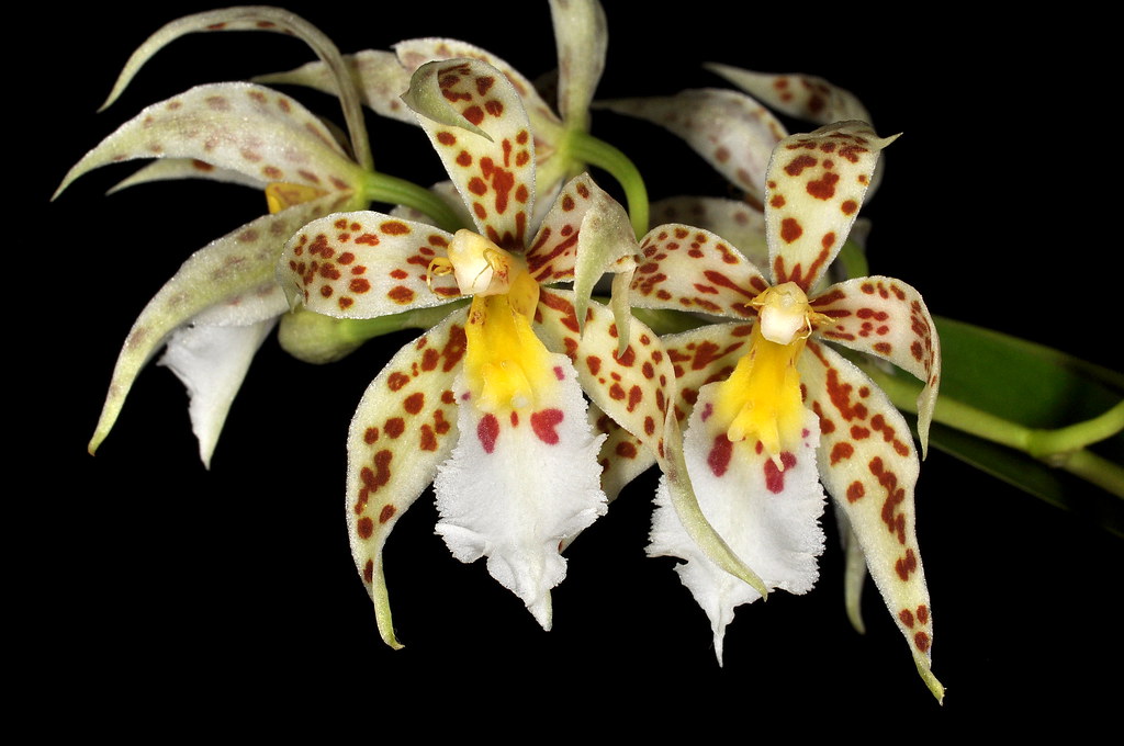 Oncidium blandum