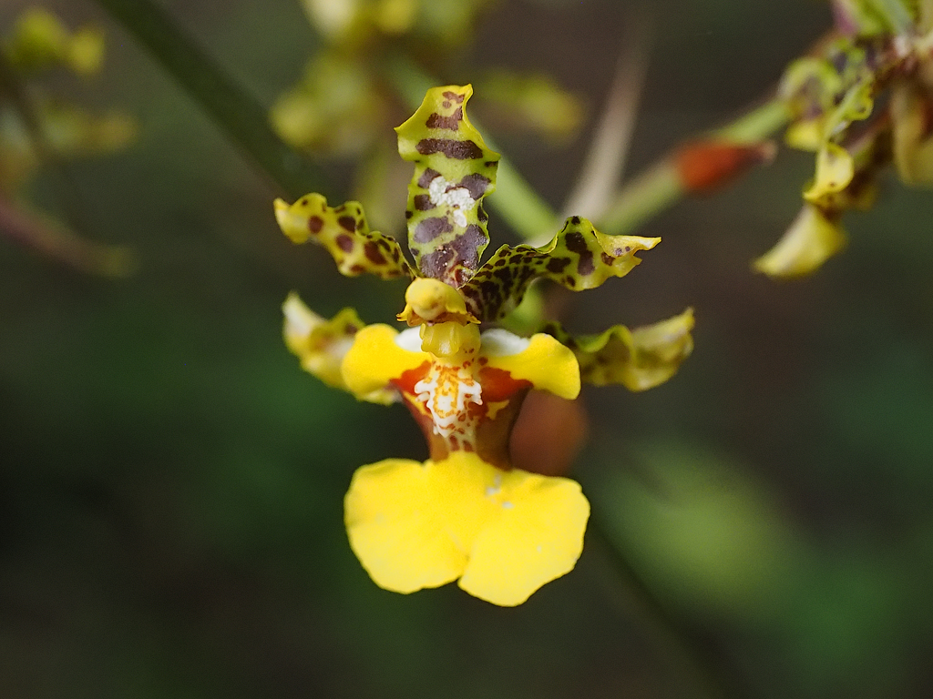 Oncidium bracteatum 1