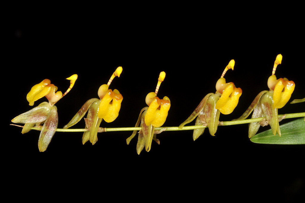 Oncidium buchtienoides