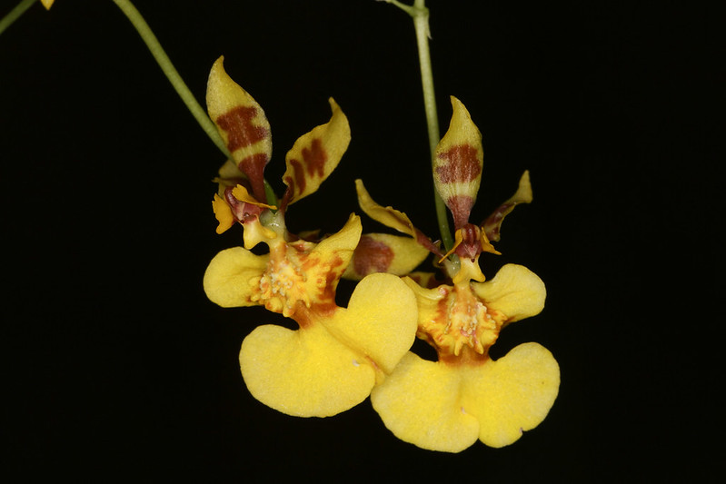 Oncidium calanthum