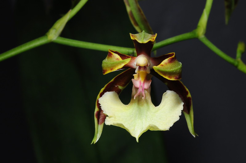 Oncidium cariniferum