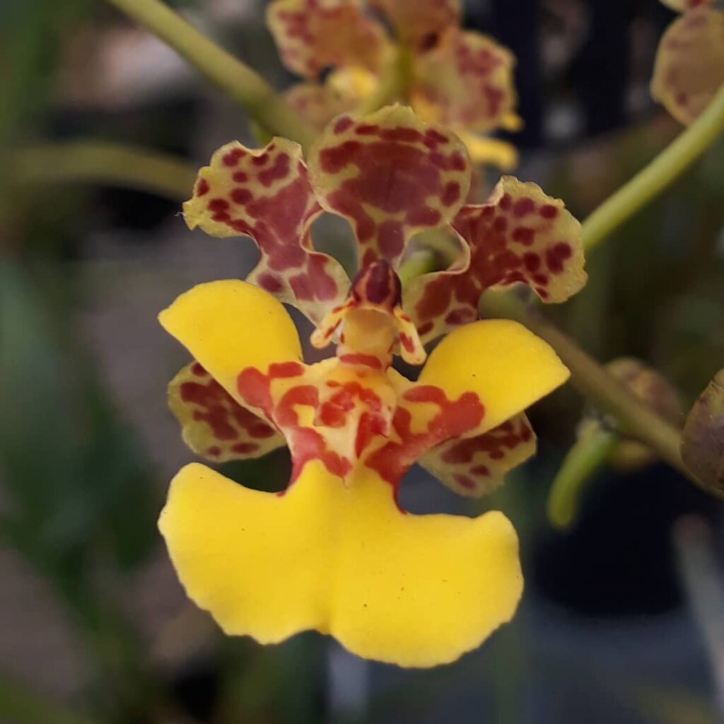 Oncidium cebolleta