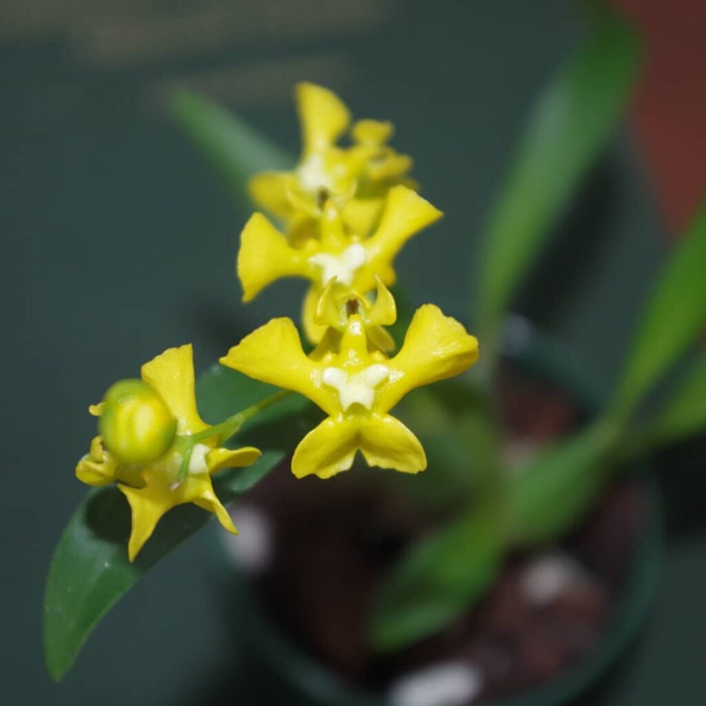 Oncidium cheirophorum