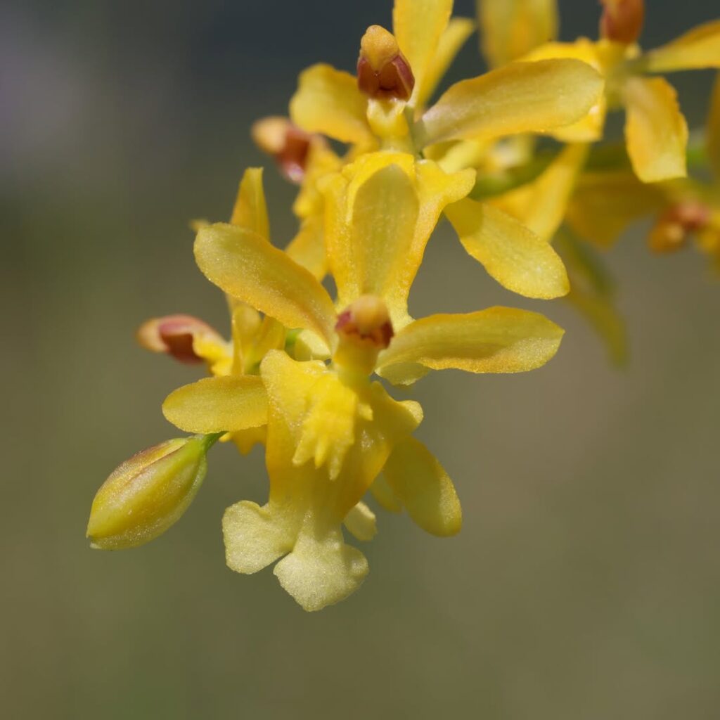 Oncidium chrysomorphum