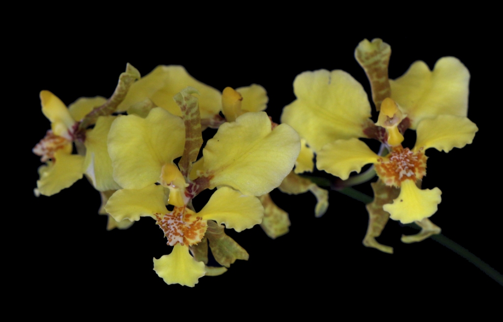 Oncidium chrysopterum