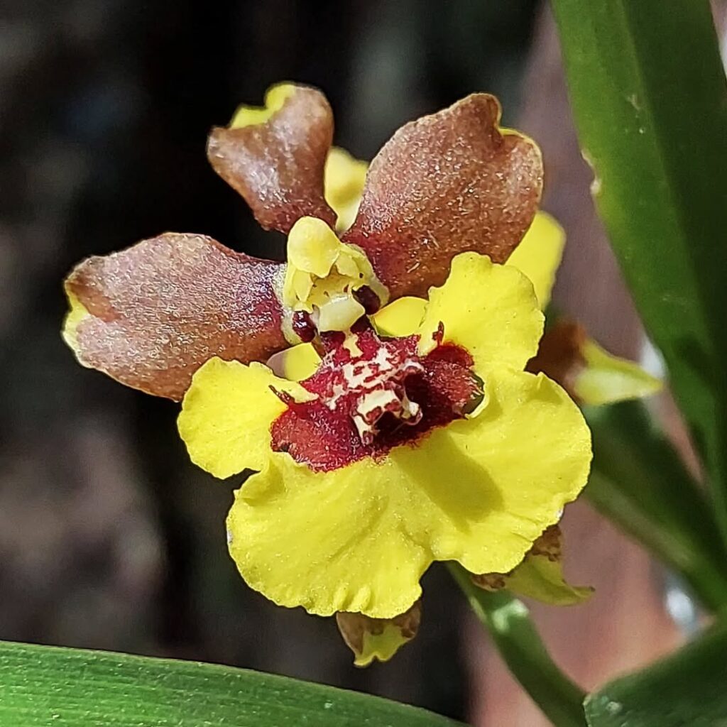 Oncidium croesus