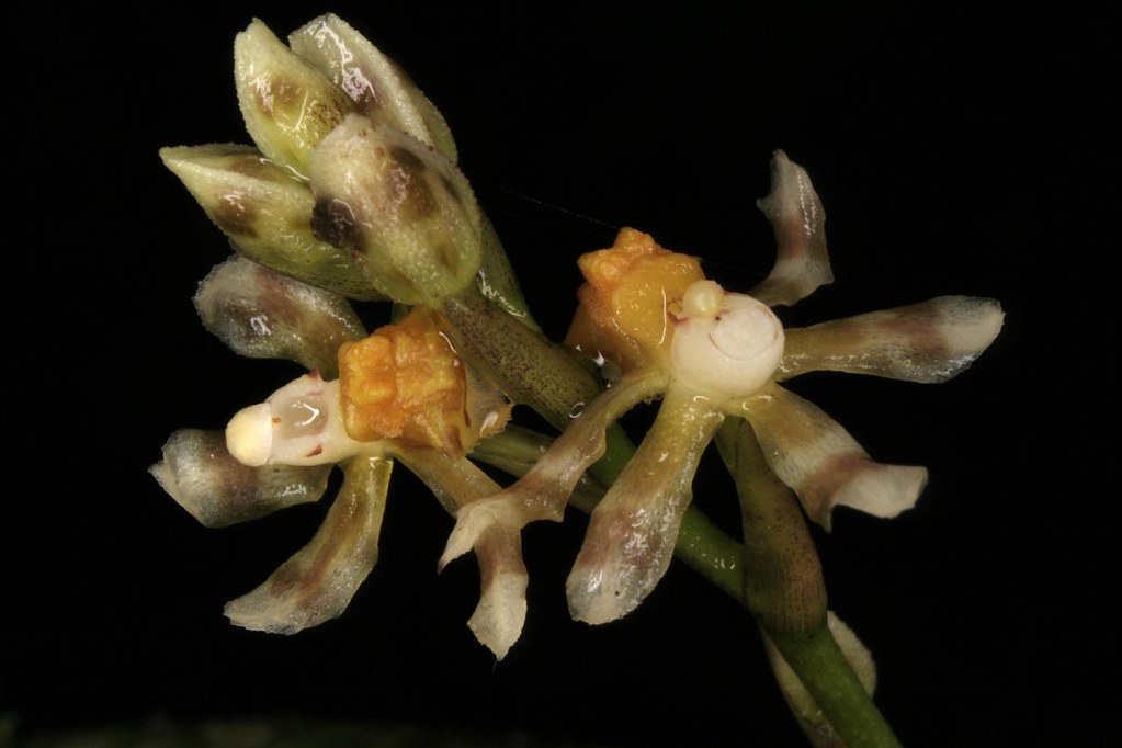 Oncidium dactyliferum