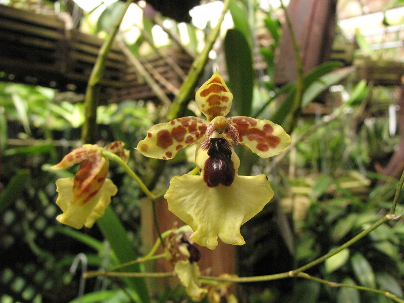 Oncidium dasytyle 1