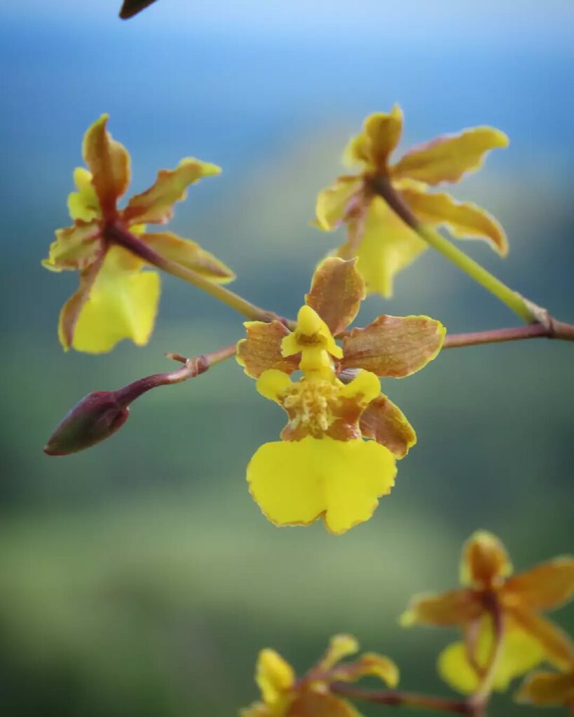 Oncidium ensatum 1