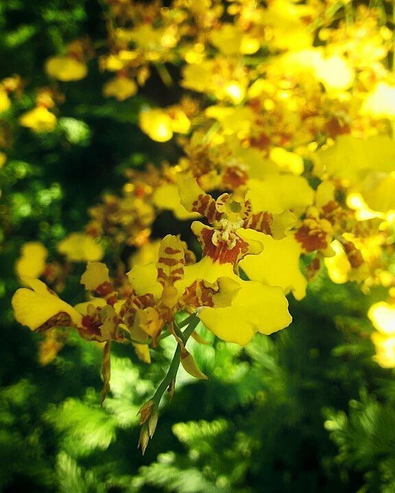 Oncidium
