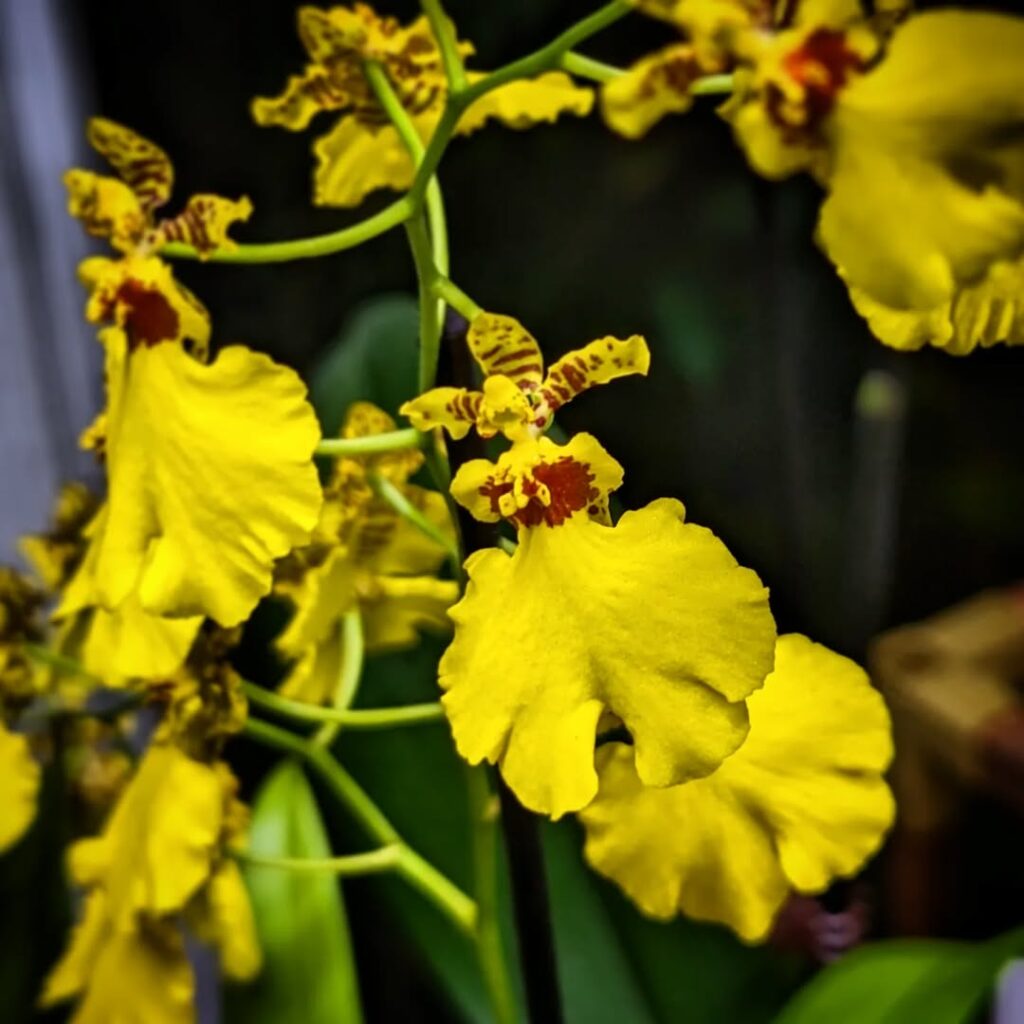 Oncidium flexuosum