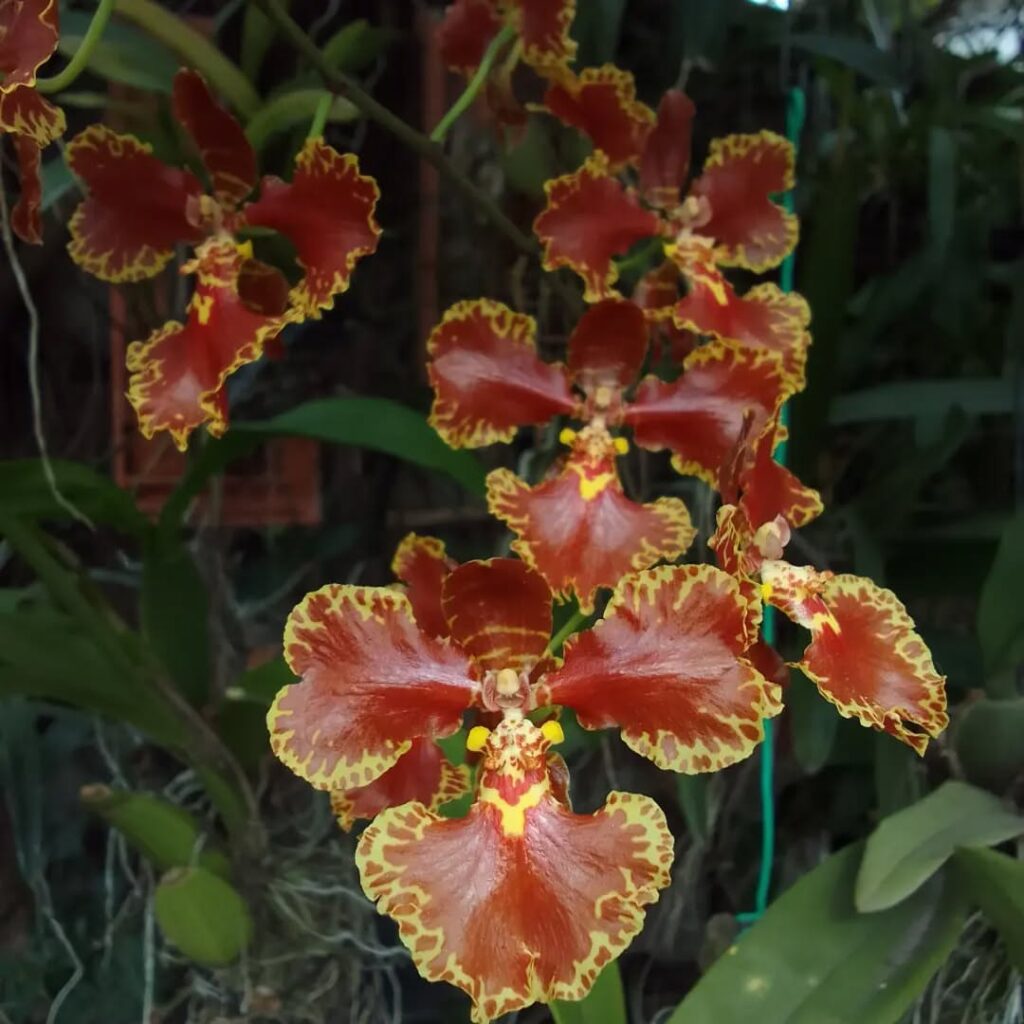 Oncidium forbesii