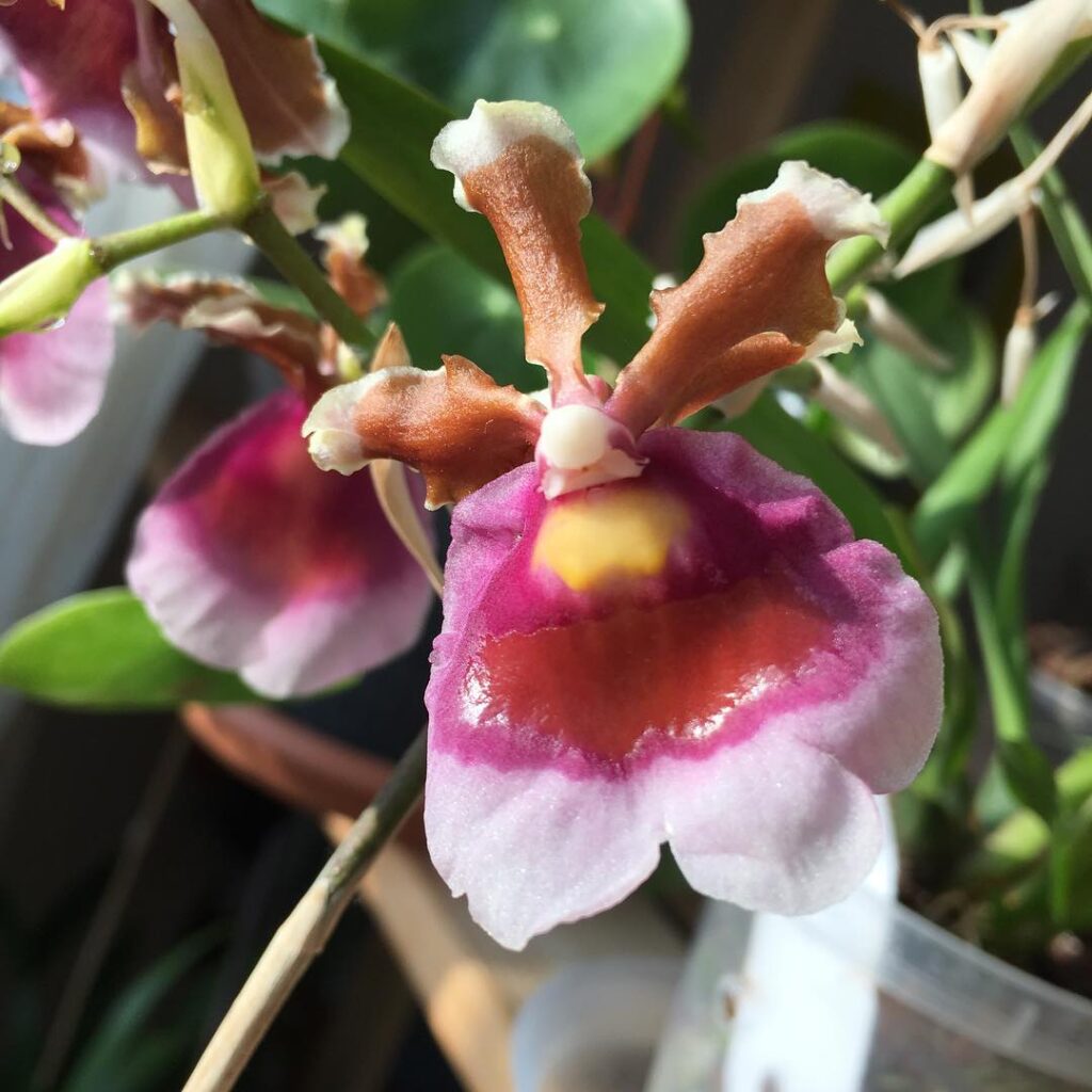 Oncidium fuscatum 1