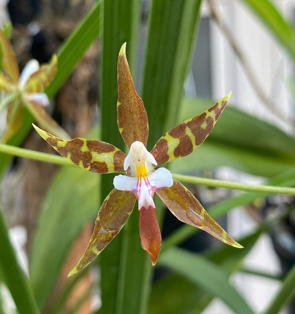 Oncidium hastatum