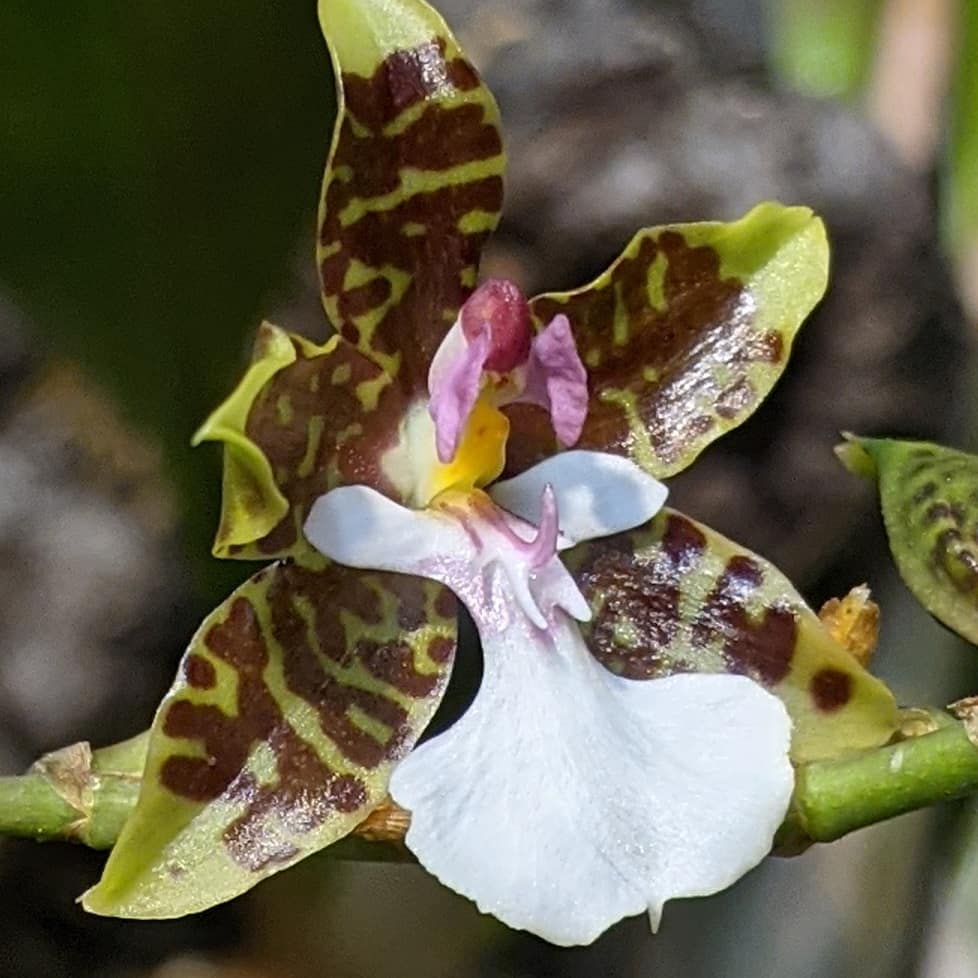 Oncidium leucochilum