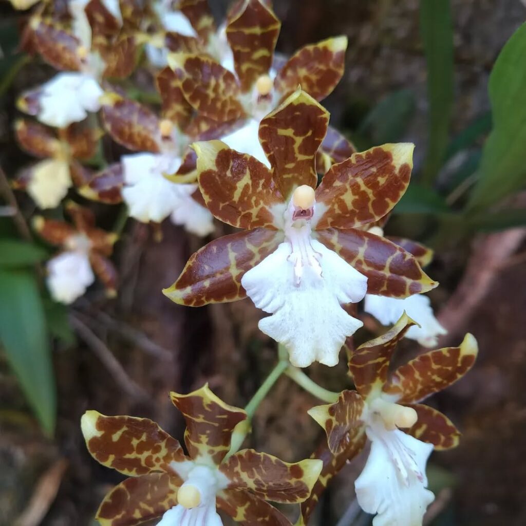 Oncidium maculatum