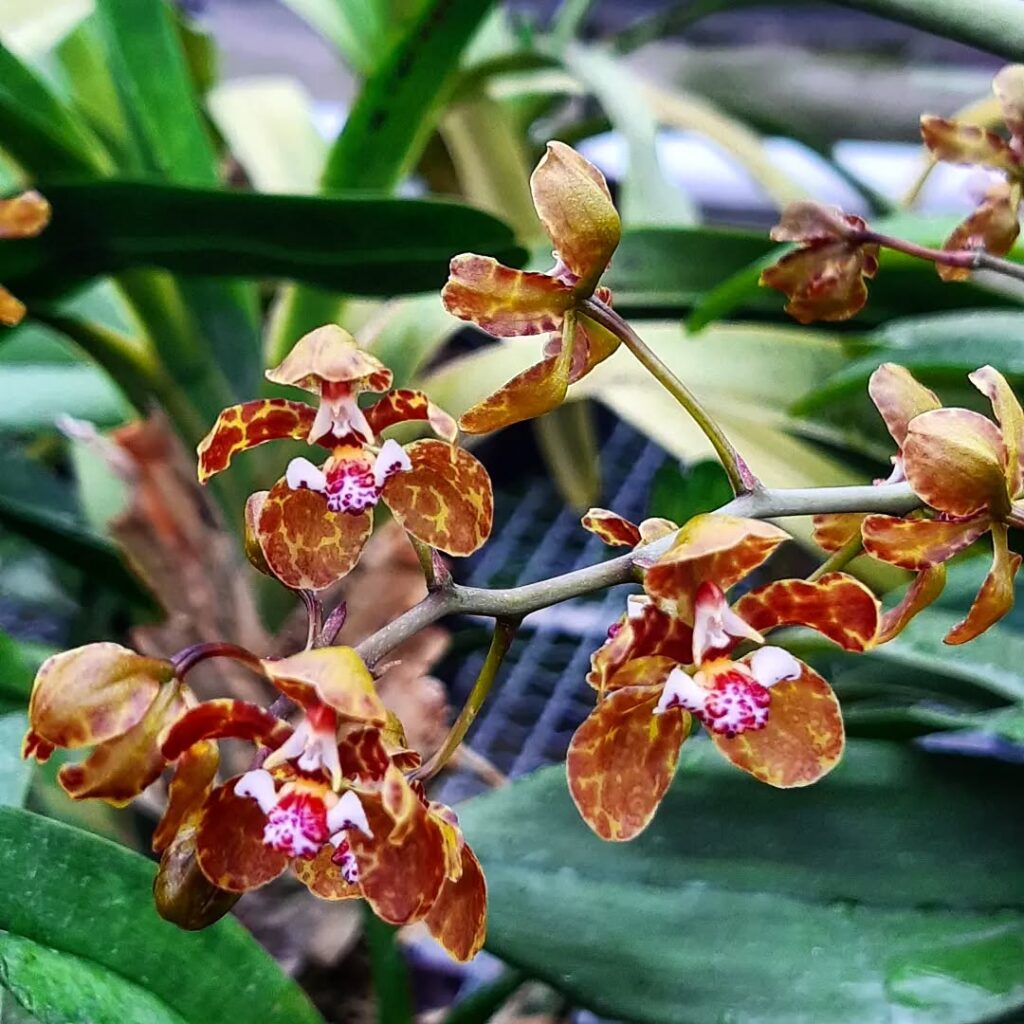 Oncidium microchilum