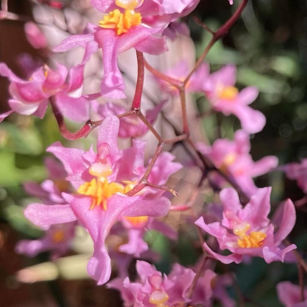 Oncidium ornithorhynchum