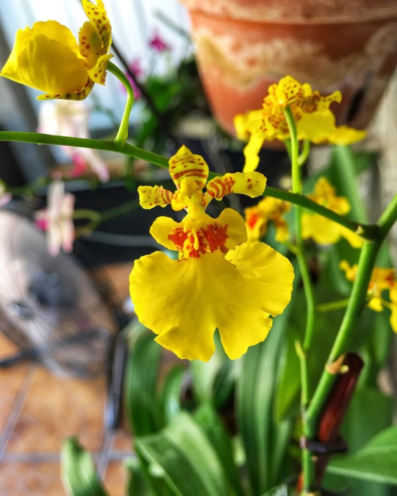 Oncidium sphacelatum