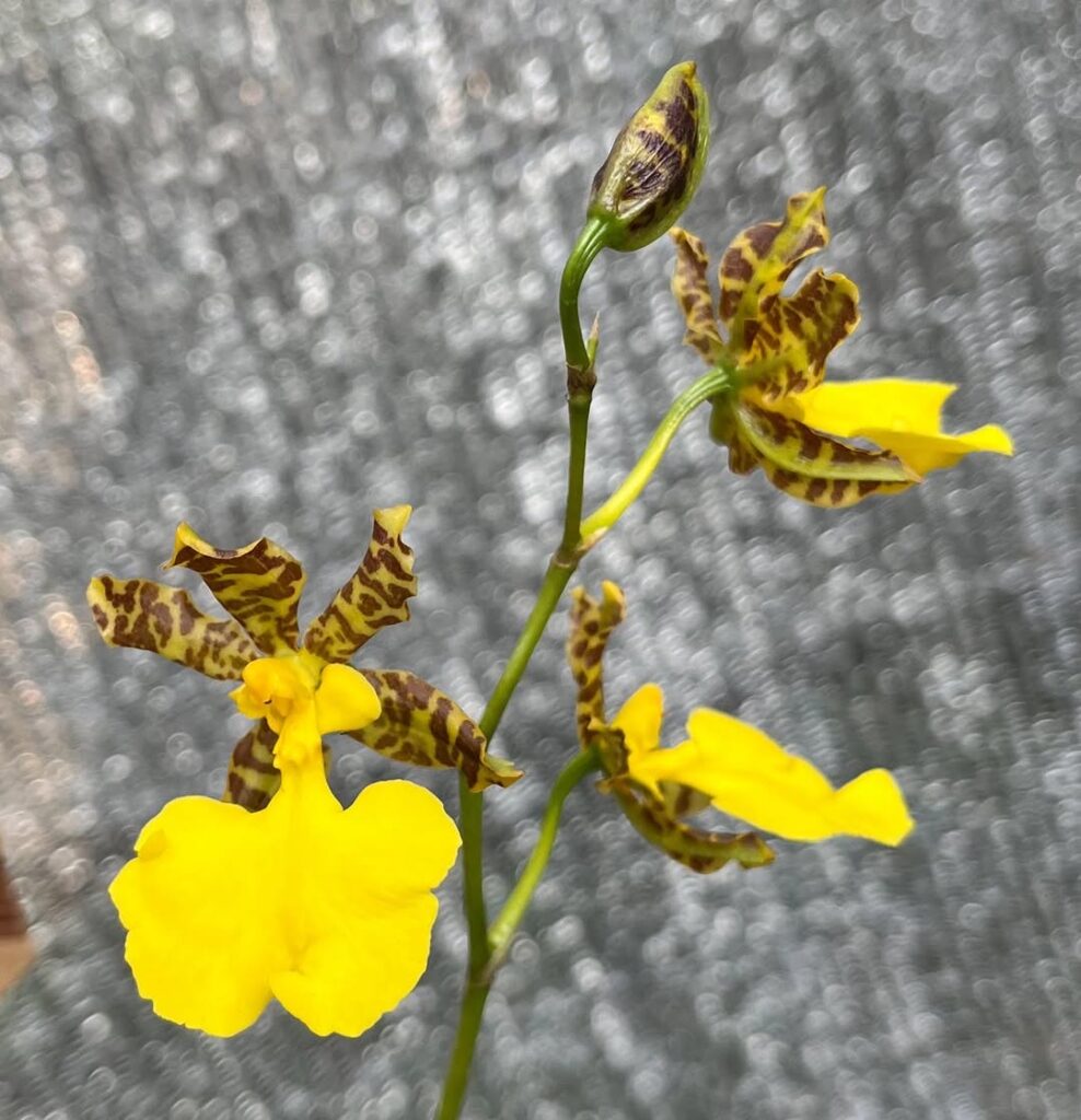 Oncidium tigrinum