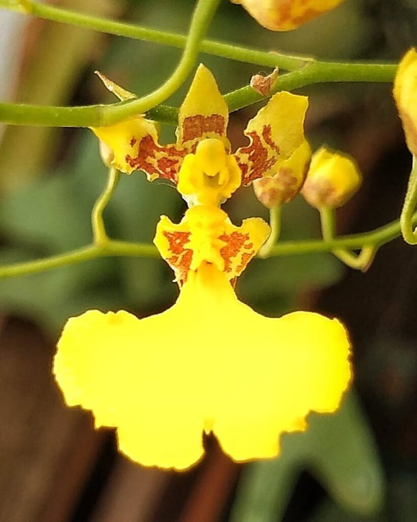Oncidium varicosum 1