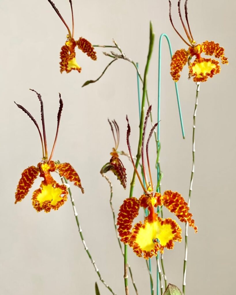 Orange Butterfly Orchid