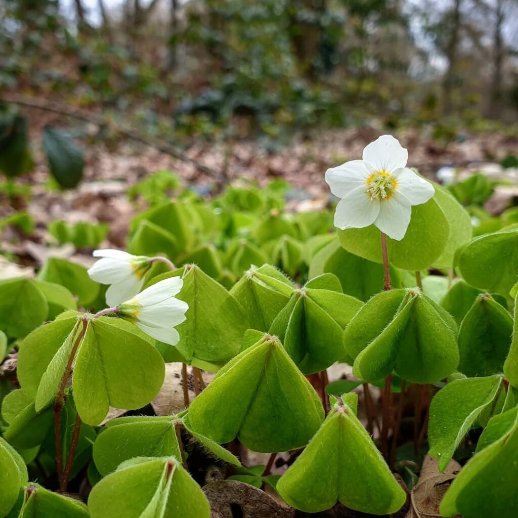 Oxalis acetosella