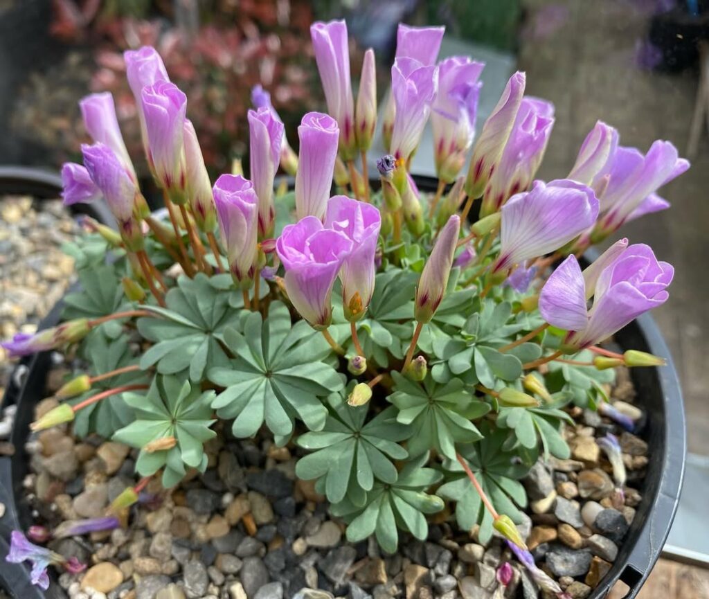 Oxalis adenophylla