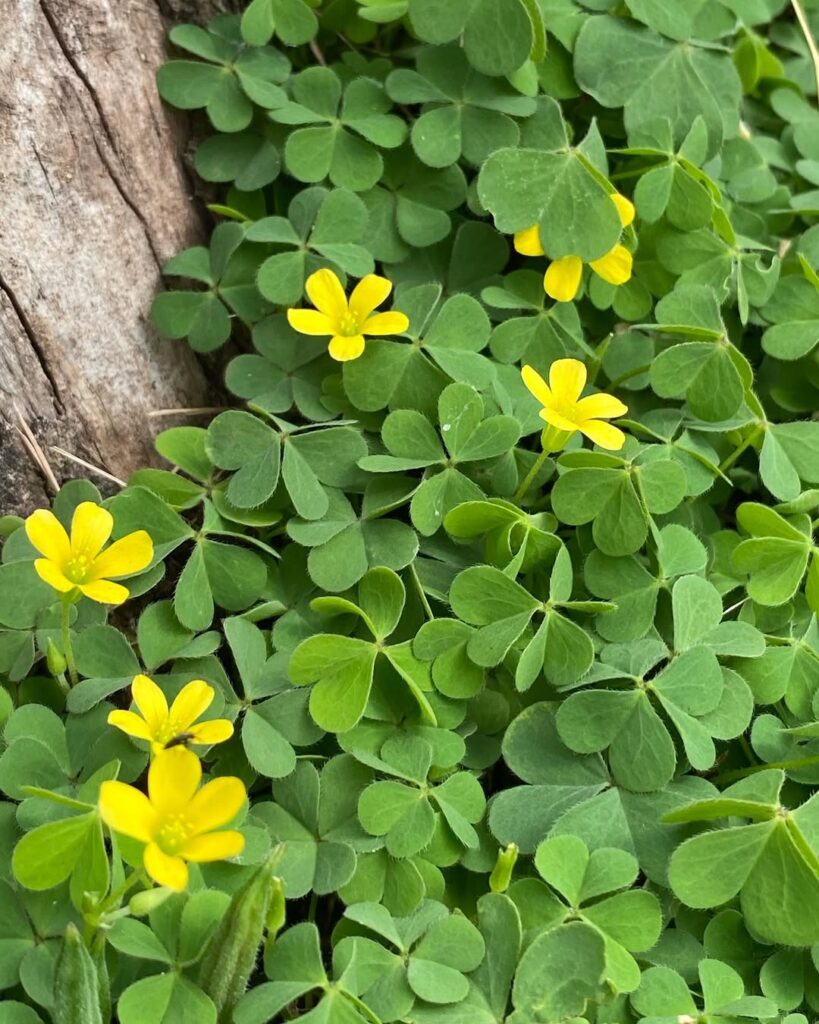 Oxalis albicans