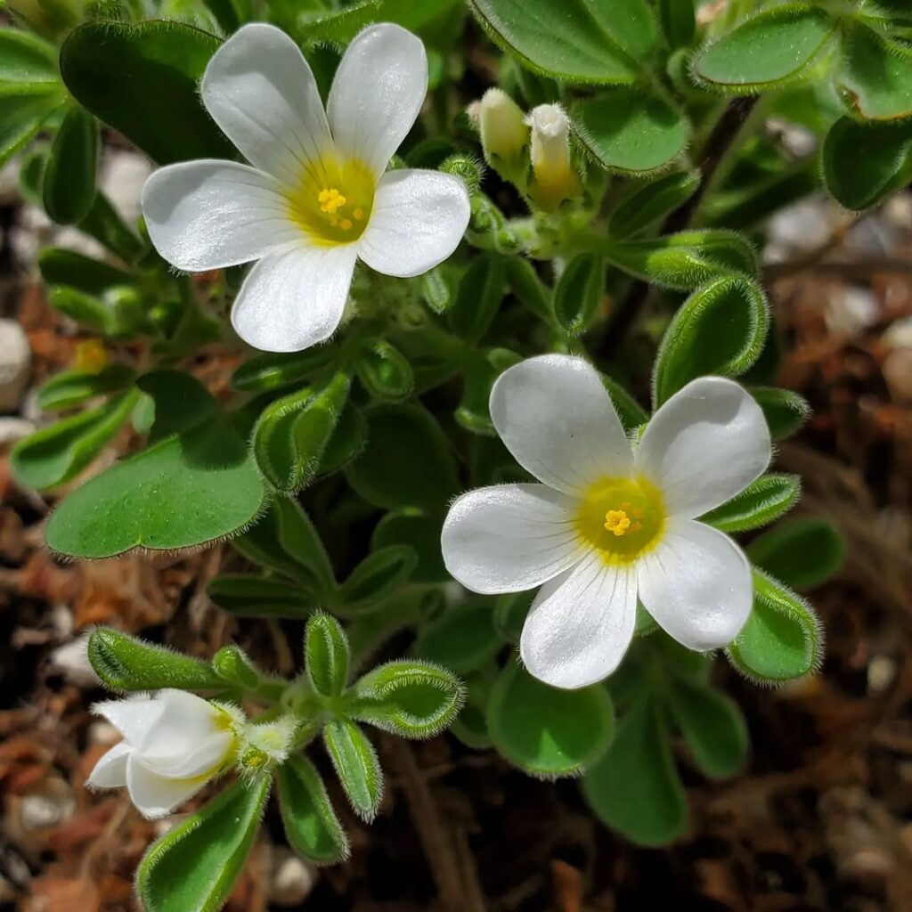 Oxalis ambigua