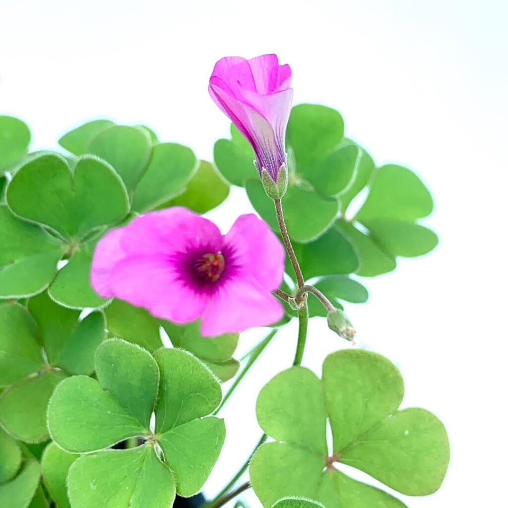 Oxalis articulata
