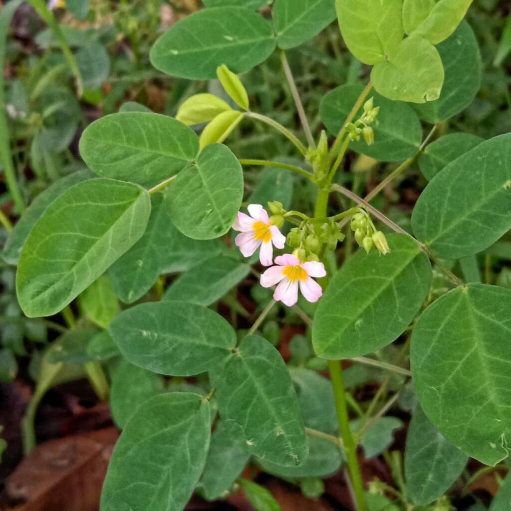 Oxalis barrelieri