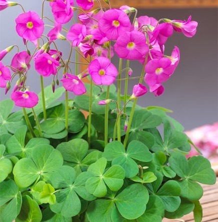 Oxalis bowiei