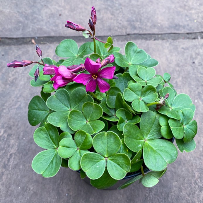 Oxalis brasiliensis