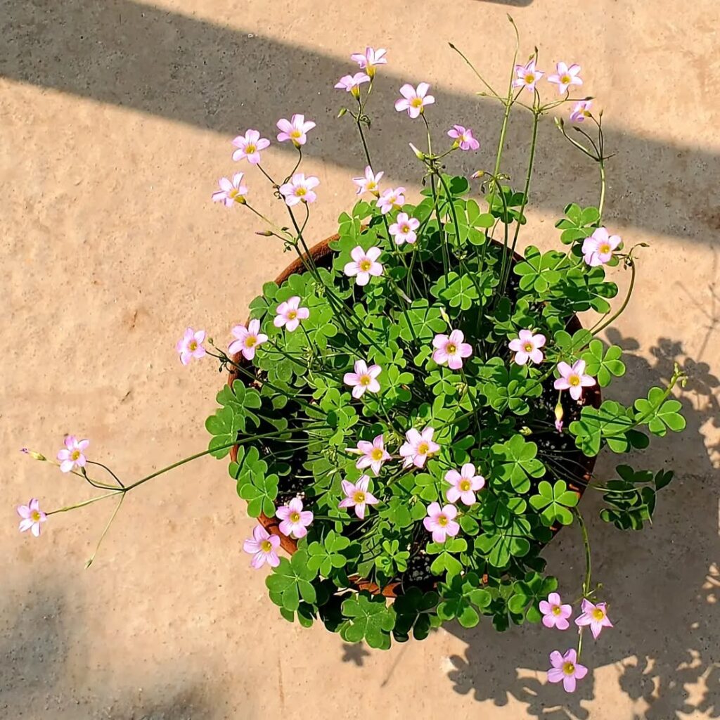 Oxalis caprina