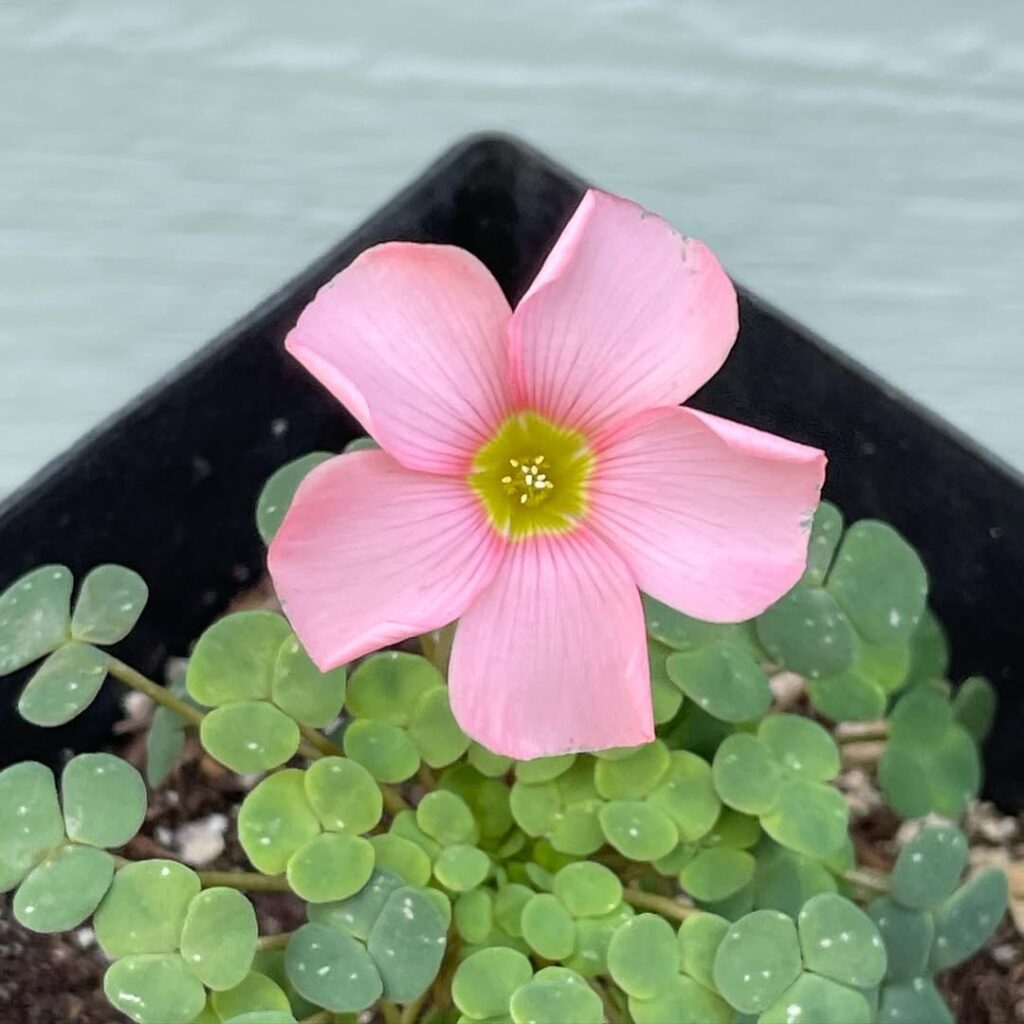 Oxalis convexula