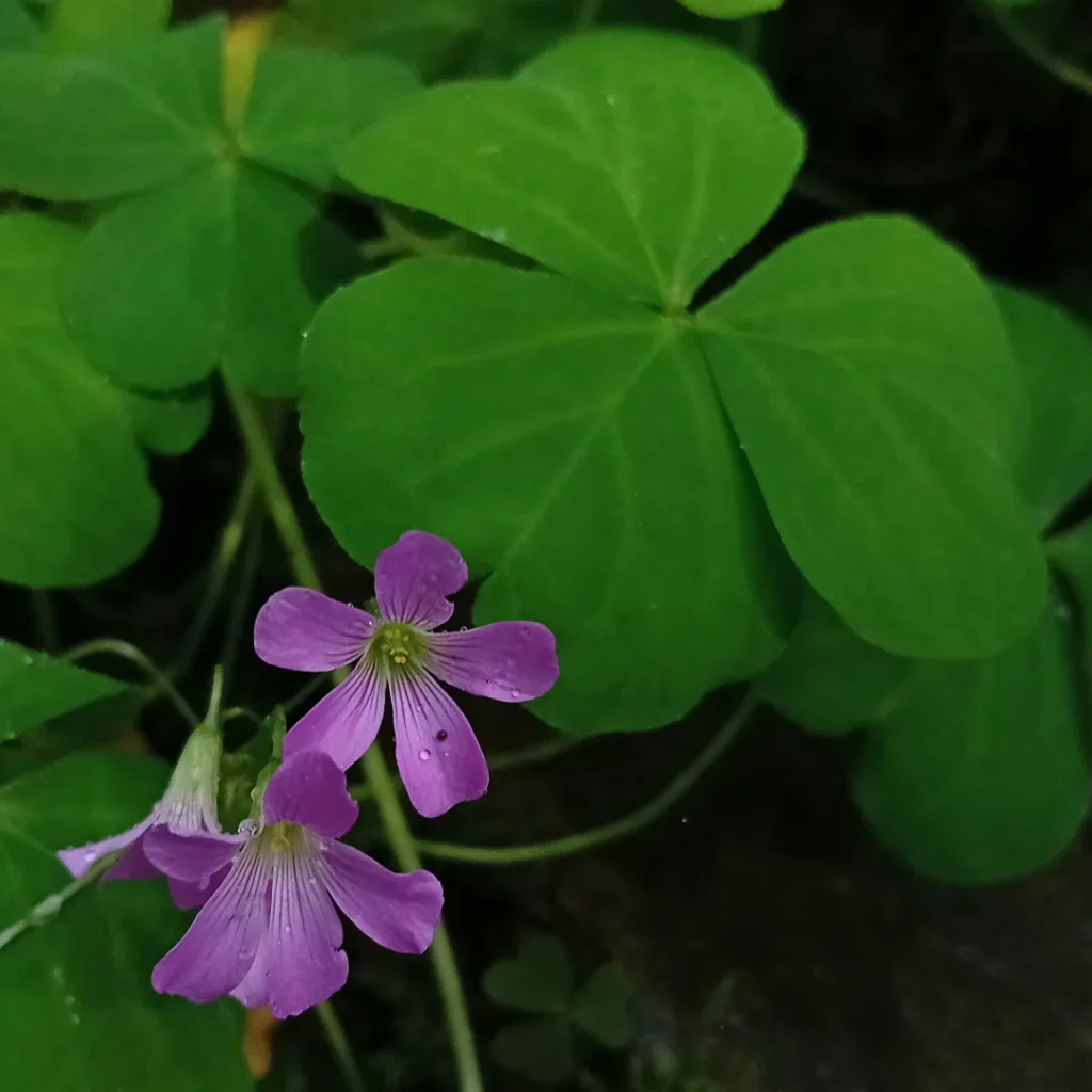 Oxalis corymbosa